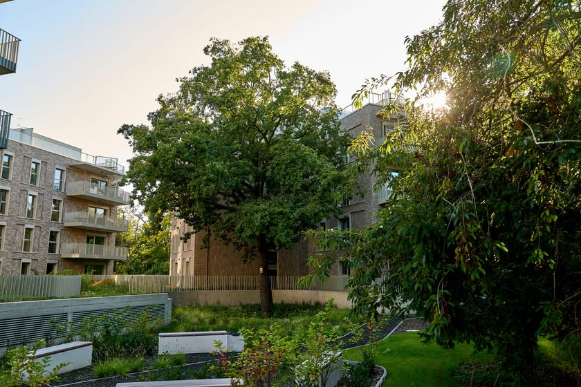 dąb szypułkowy, zdjęcie ilustracyjne