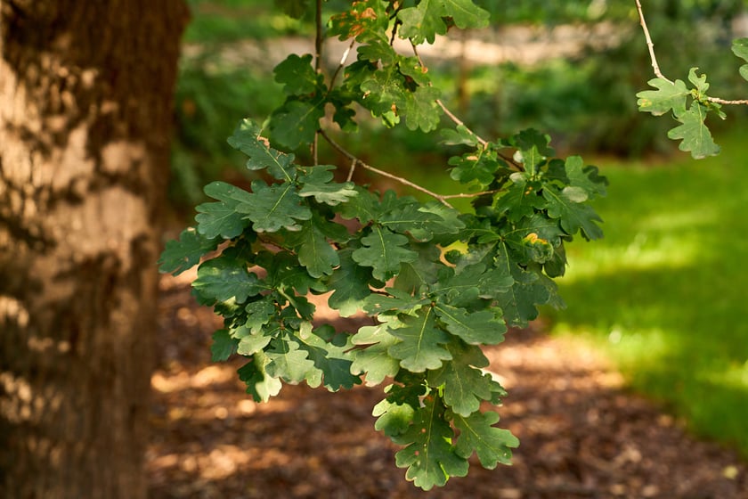 dąb szypułkowy, zdjęcie ilustracyjne