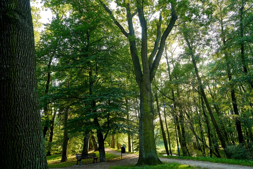 dąb szypułkowy, zdjęcie ilustracyjne