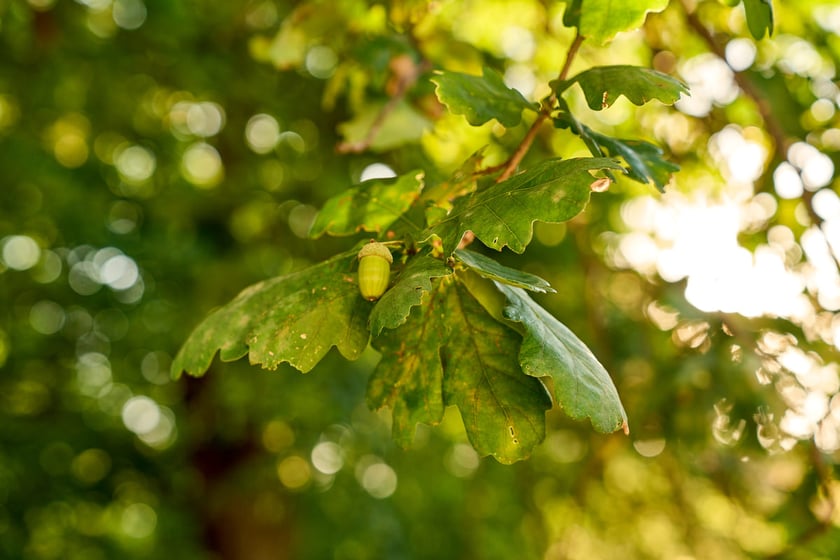 dąb szypułkowy, zdjęcie ilustracyjne