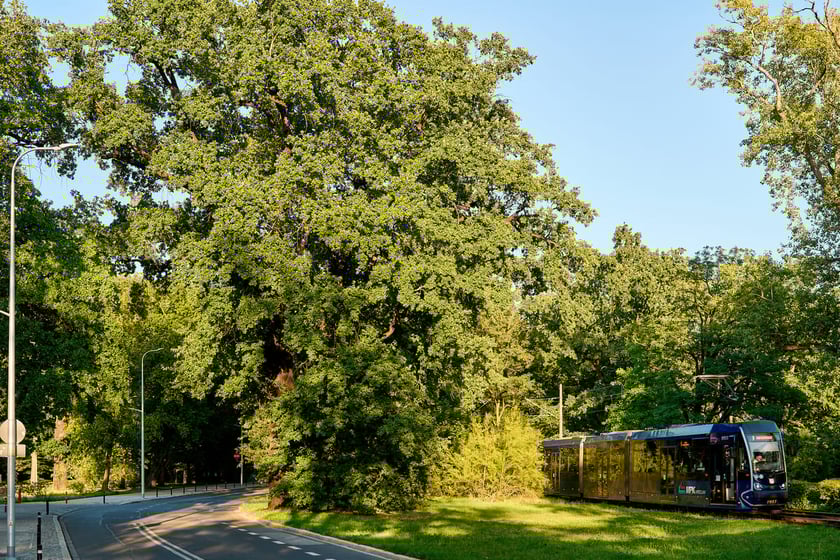 dąb szypułkowy, zdjęcie ilustracyjne