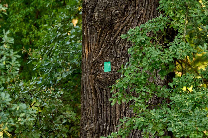 dąb szypułkowy, zdjęcie ilustracyjne