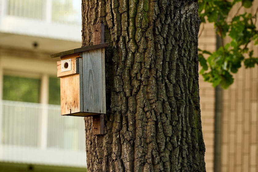 budka dla ptak&oacute;w na pniu dębu, zdjęcie ilustracyjne