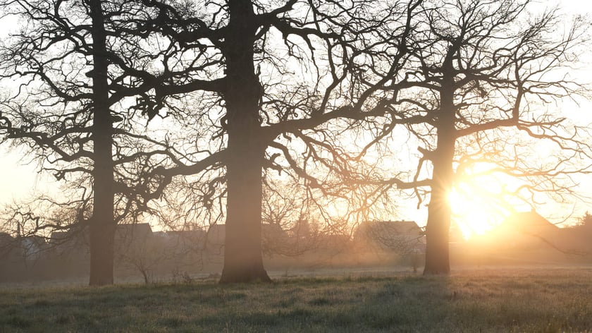 Trzy stare dęby na łące, nieopodal mostu Rędzińskiego