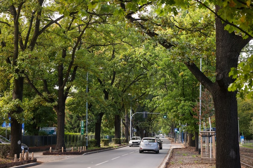 Dęby szypułkowe, ul Olszewskiego