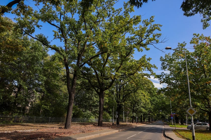 Dęby szypułkowe, ul Olszewskiego