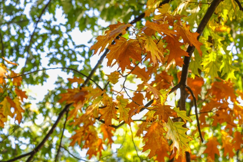 Dęby szypułkowe, ul Olszewskiego