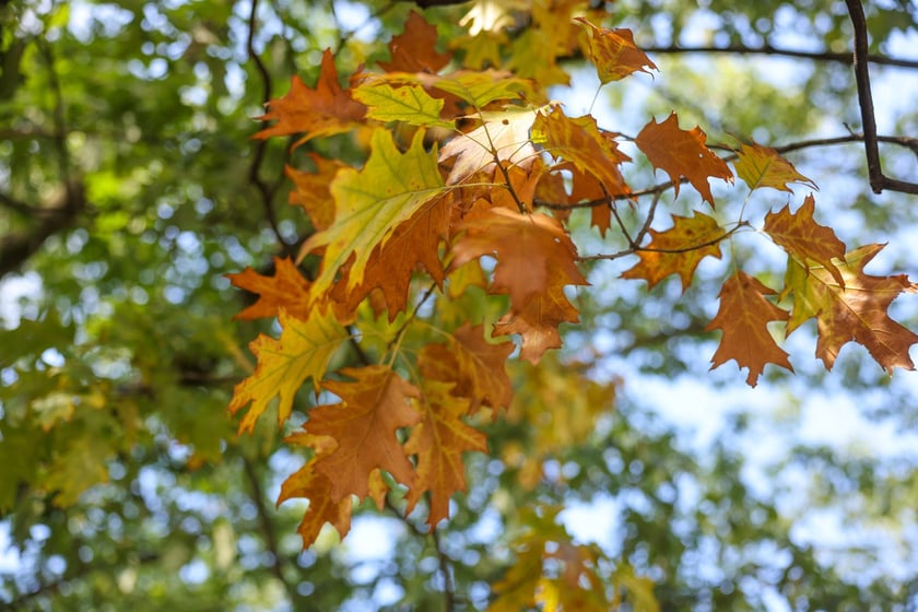 Dęby szypułkowe, ul Olszewskiego