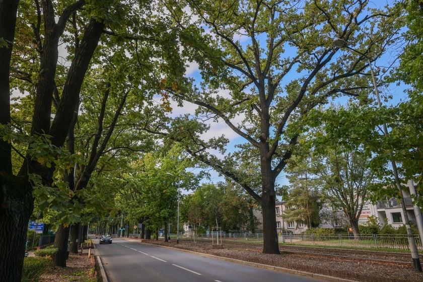 Dęby szypułkowe, ul Olszewskiego