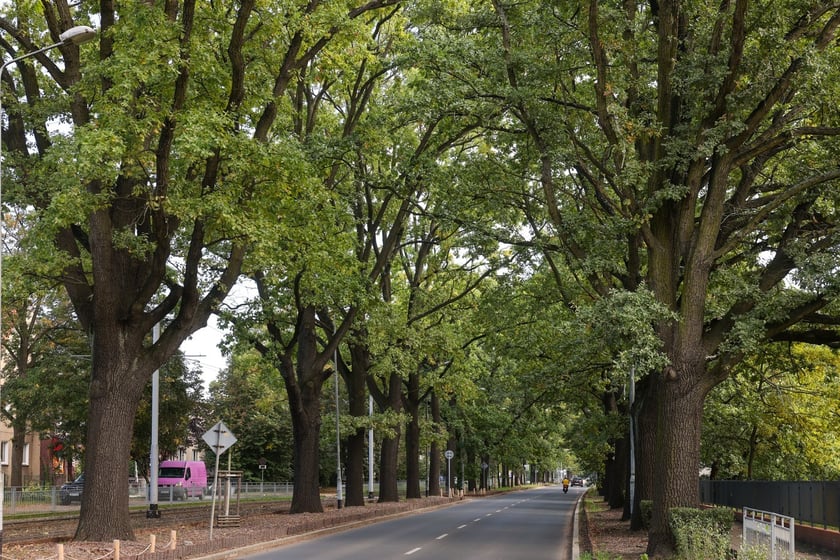 Dęby szypułkowe, ul Olszewskiego