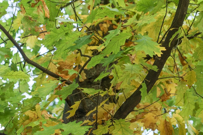 Dęby szypułkowe, ul Olszewskiego