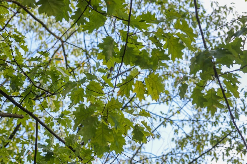 Dęby szypułkowe, ul Olszewskiego