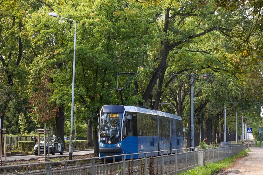 Dęby szypułkowe, ul Olszewskiego