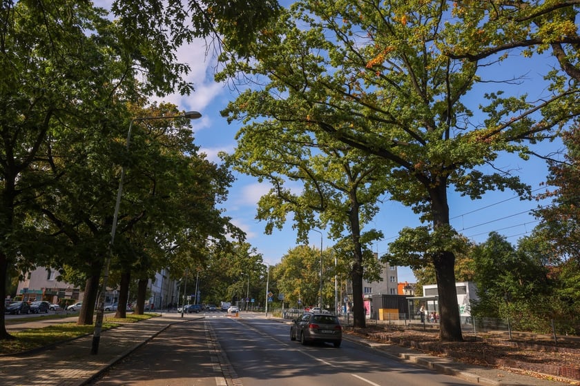 Dęby szypułkowe, ul Olszewskiego