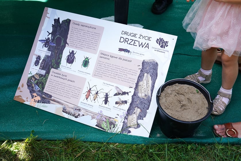 Piknik Wakacje z zielonym Wrocławiem w parku Brochowskim