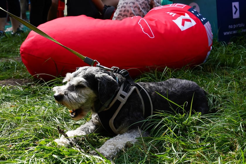 Piknik Wakacje z zielonym Wrocławiem w parku Brochowskim