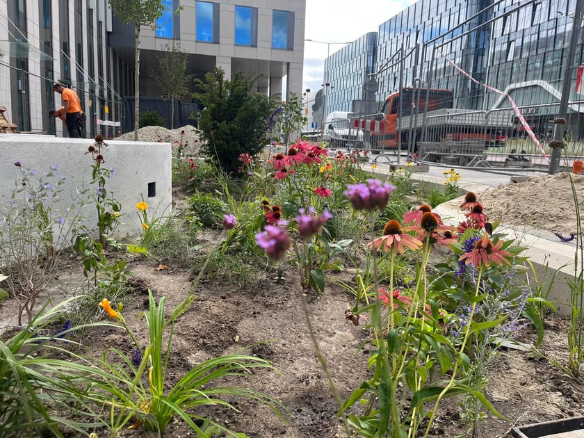 Tworzenie skweru przy ul. Suchej