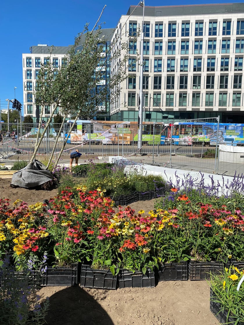 Tworzenie skweru przy ul. Suchej