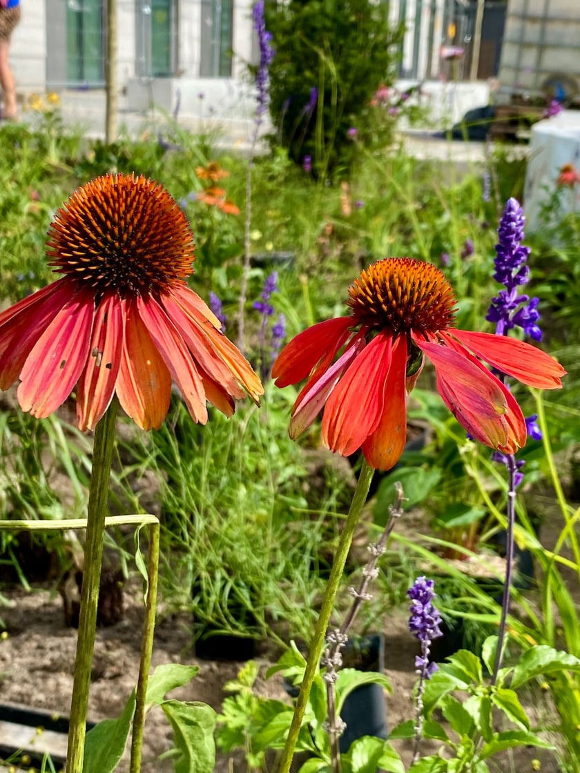 Tworzenie skweru przy ul. Suchej