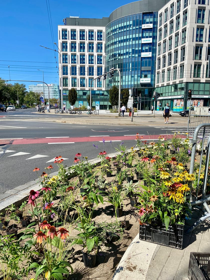 Tworzenie skweru przy ul. Suchej