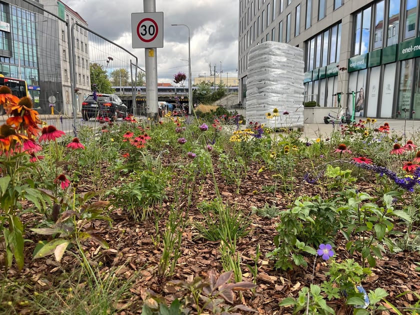 Tworzenie skweru przy ul. Suchej