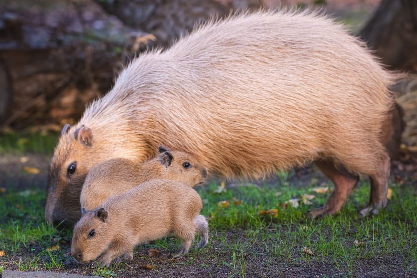 Na zdjęciu małe kapibary z mamą w Zoo Wrocław
