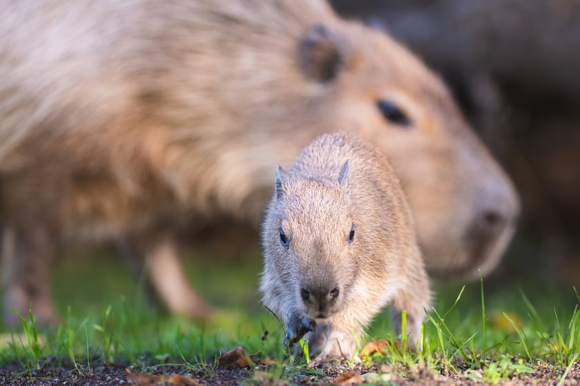 Na zdjęciu mała kapibara z mamą w Zoo Wrocław