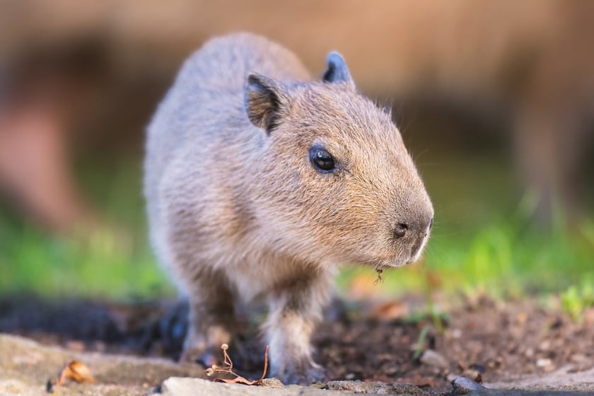 Na zdjęciu mała kapibara w Zoo Wrocław