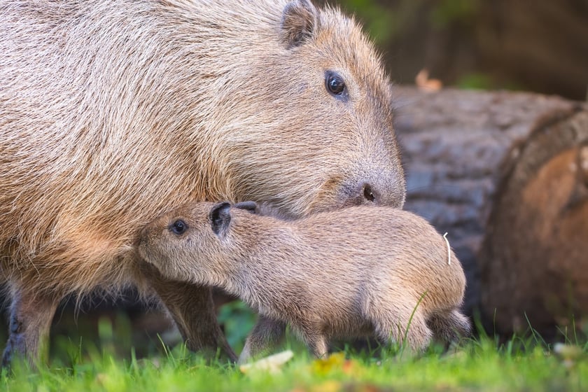 Na zdjęciu mała kapibara z mamą w Zoo Wrocław