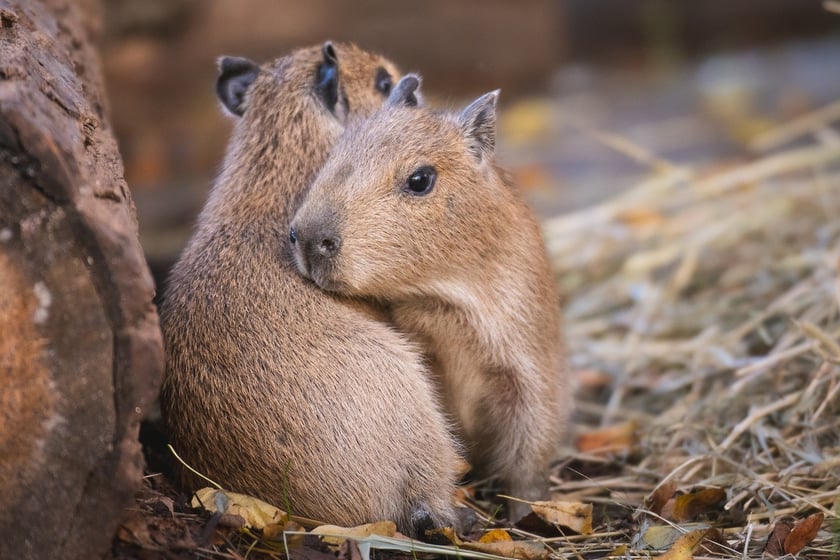 Na zdjęciu małe kapibary w Zoo Wrocław