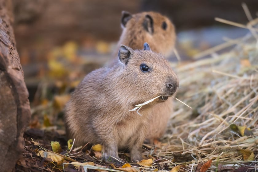 Na zdjęciu małe kapibary w Zoo Wrocław