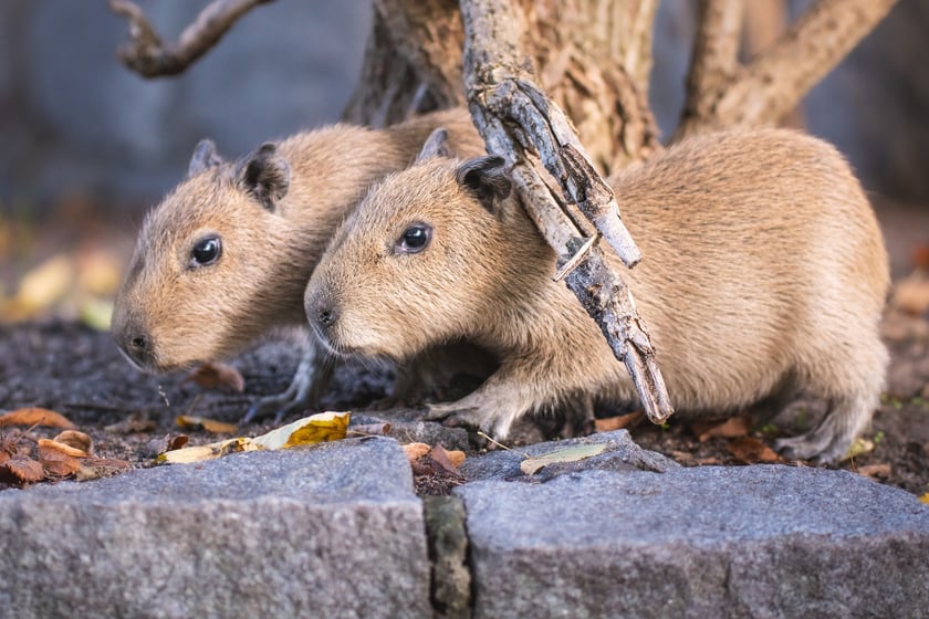 Na zdjęciu małe kapibary w Zoo Wrocław