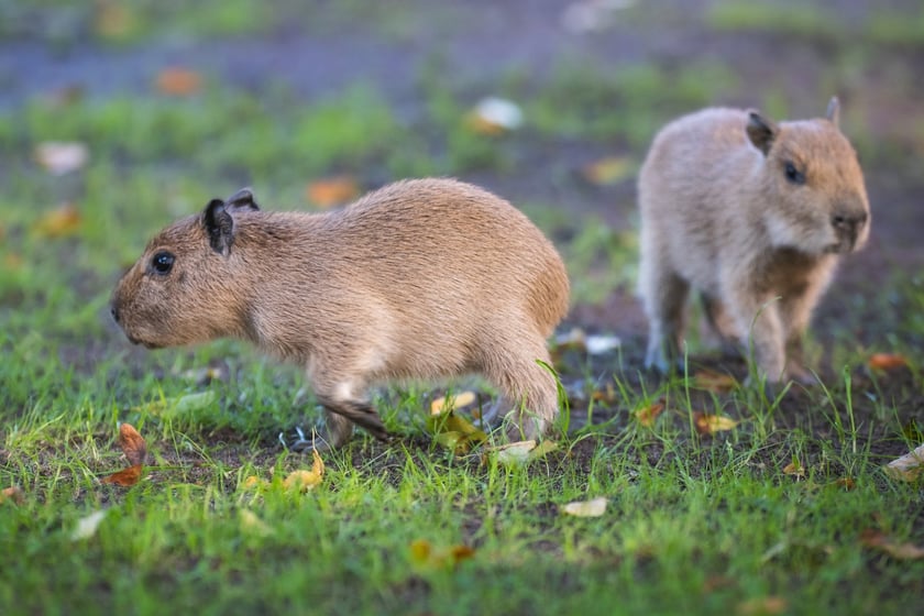Na zdjęciu małe kapibary w Zoo Wrocław