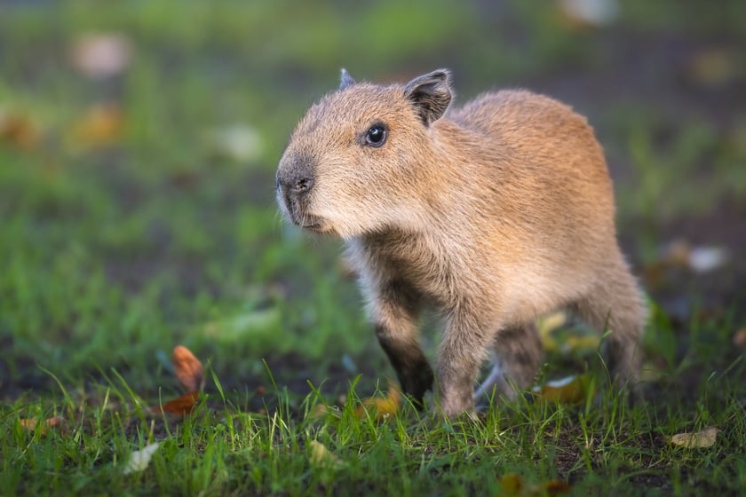 Na zdjęciu mała kapibara w Zoo Wrocław