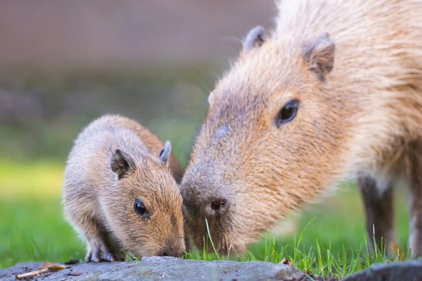 Na zdjęciu mała kapibara z mamą w Zoo Wrocław
