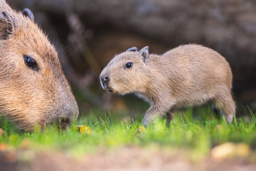 Na zdjęciu mała kapibara z mamą w Zoo Wrocław