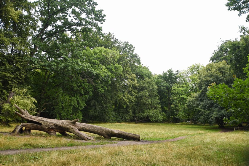 W parku Południowym, lipiec 2025