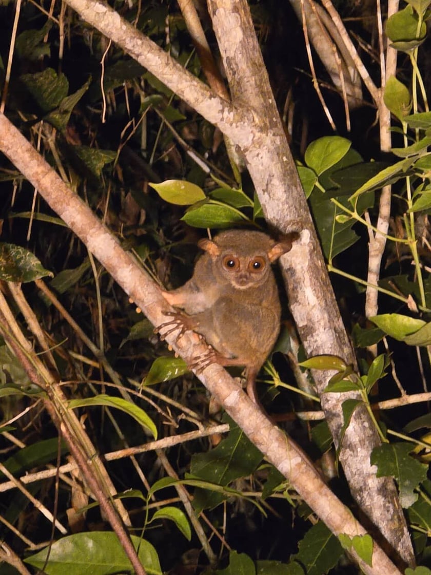 Wyrak w filipińskiej dżungli