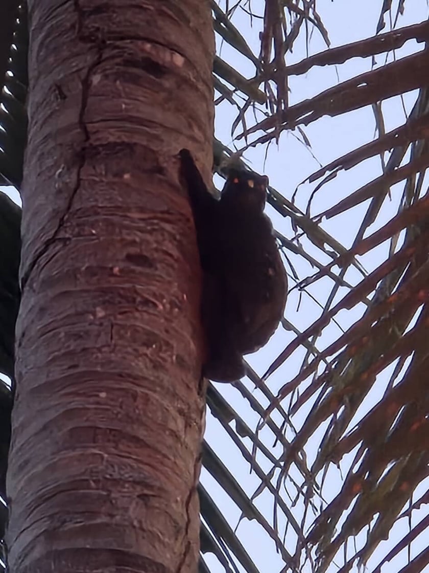 Jakub Leśniewicz i Bartek Leśniewicz liczyli wyraki i lotokoty w dżungli na Filipinach