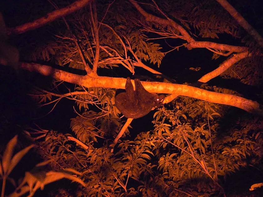 Jakub Leśniewicz i Bartek Leśniewicz liczyli wyraki i lotokoty w dżungli na Filipinach