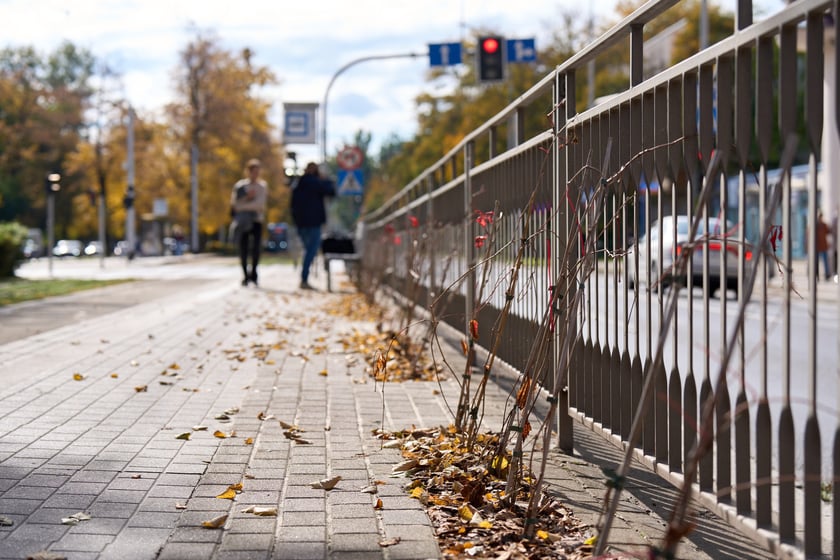 Sadzonki winobluszczu na przystanku tramwajowym przy skrzyżowaniu ulic Powstańców Śląskich i Jastrzębiej.