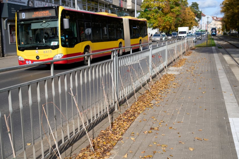 Sadzonki winobluszczu na przystanku tramwajowym przy skrzyżowaniu ulic Powstańców Śląskich i Jastrzębiej.