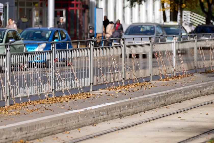 Sadzonki winobluszczu na przystanku tramwajowym przy skrzyżowaniu ulic Powstańców Śląskich i Jastrzębiej.
