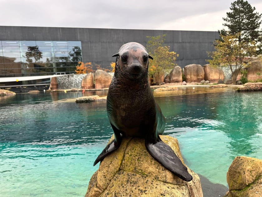 Nowe mieszkanki wrocławskiego zoo
