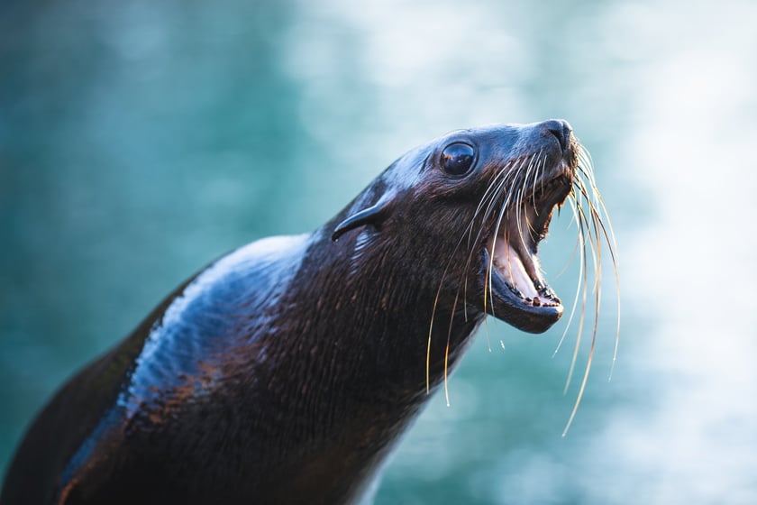 Nowa mieszkanka wrocławskiego zoo - Teo