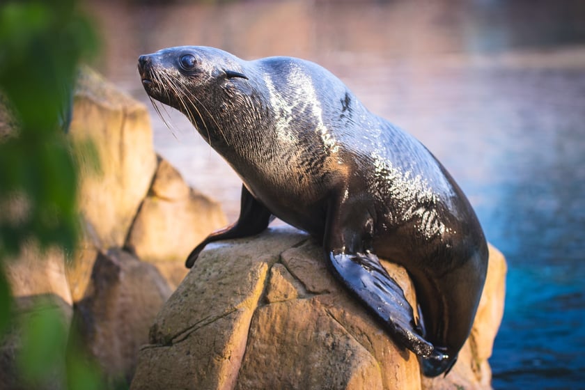 Nowe mieszkanki wrocławskiego zoo