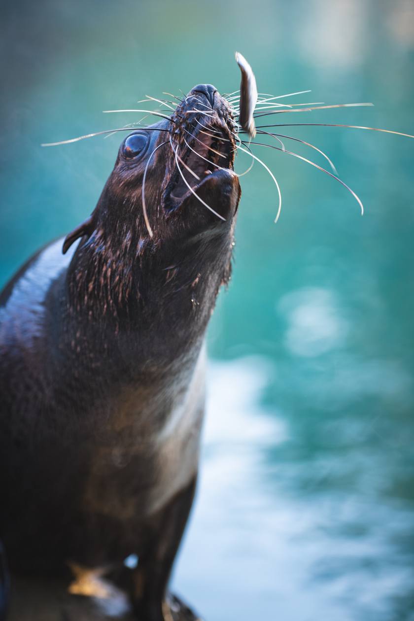 Nowe mieszkanki wrocławskiego zoo