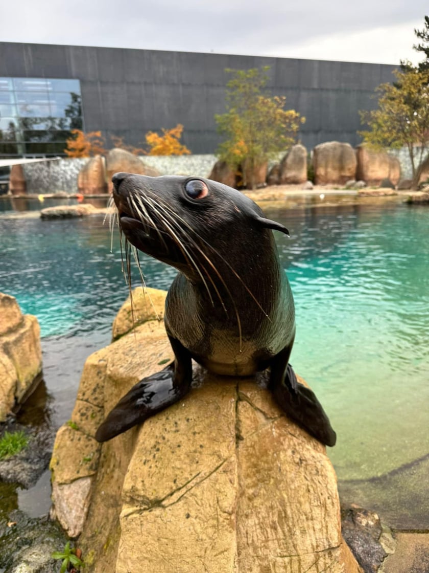 Nowe mieszkanki wrocławskiego zoo