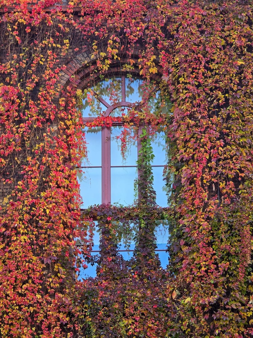 Jesień w Ogrodzie Botanicznym, który bedzie czynny do 31 października