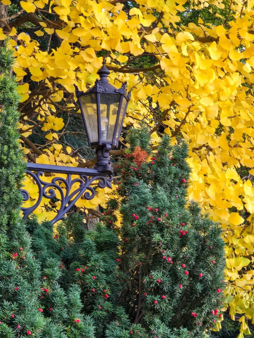 Jesień w Ogrodzie Botanicznym, kt&oacute;ry bedzie czynny do 31 października